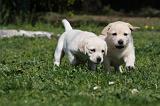 LABRADOR 1065